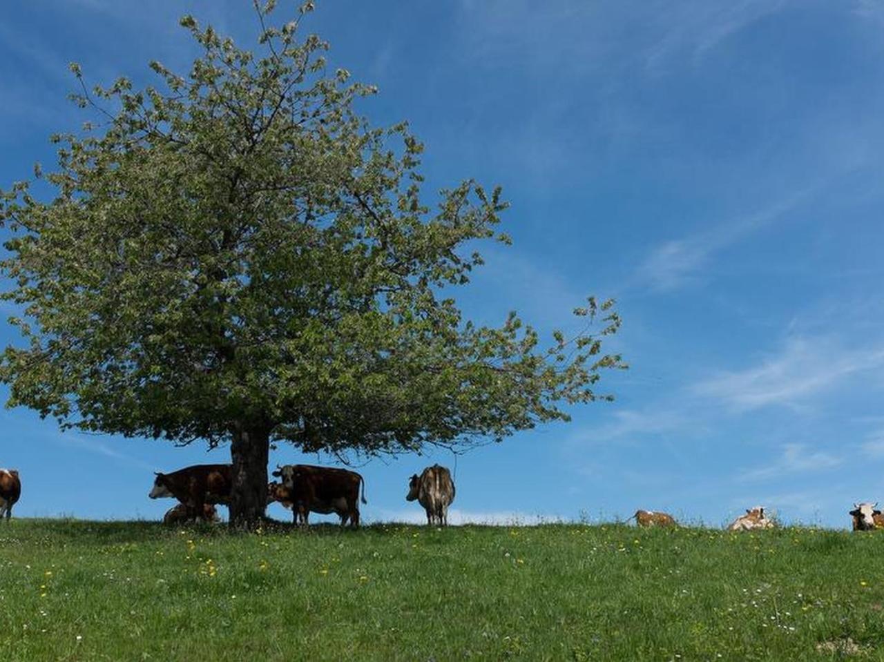 Sigmundenhof Lägenhet Schonach im Schwarzwald Exteriör bild